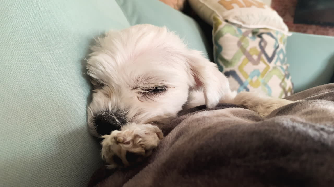 강아지 눈을 가진 귀여운 아늑한 소파에 누워 사랑스러운 강아지의 닫습니다