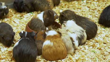 Eine-Horde-Hamster-Drängte-Sich-In-Einem-Käfig-Zusammen,-Während-Sie-Etwas-Futter-Aßen,-Das-Ihnen-In-Einem-Zoo-In-Bangkok,-Thailand,-Serviert-Wurde