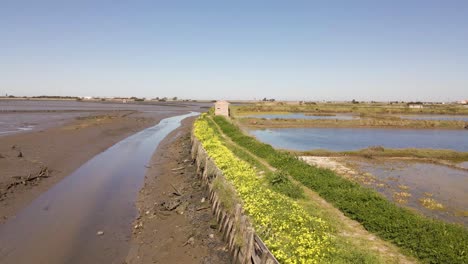 4k oxalis pes-caprae blossoms growing in the longitudinal wood protections for the tides in ria de aveiro, drone moving towards a a support shed of the salt farm of aveiro, 60fps