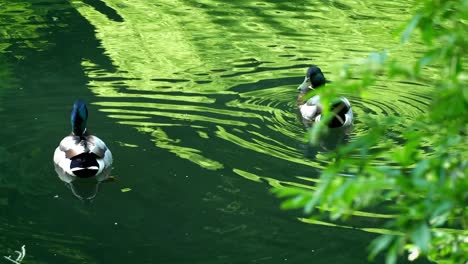 ducks swim and waddle in pond cleaning off feathers on sunny day