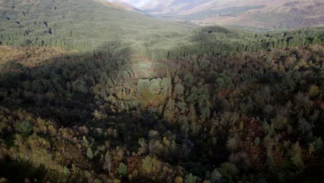 Eine-Drohne-Fliegt-Rückwärts-Und-Neigt-Sich,-Um-Ein-Dunkles-Walddach-Aus-Einheimischen-Birken-In-Voller-Herbstfarbe-Und-Eine-Nicht-Einheimische-Nadelbaumplantage-Inmitten-Einer-Hügeligen-Landschaft-Zu-Enthüllen