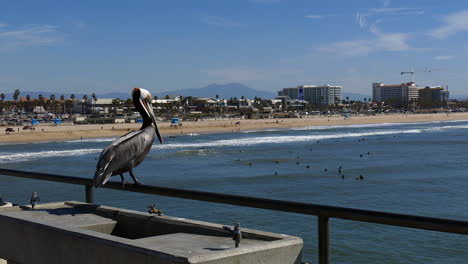 Imágenes-De-Un-Pelícano-Sentado-En-Un-Riel-En-La-Playa-De-Huntington,-Ca