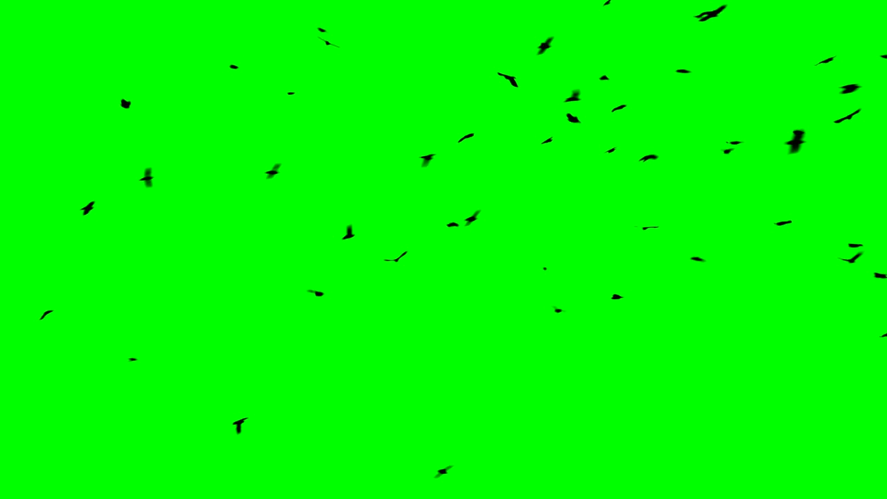 A flock of black big birds circling and flying away to the green screen ...