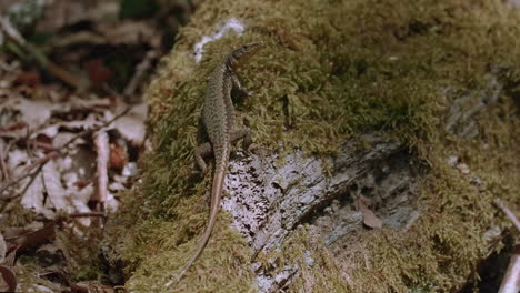 lizard on a mossy log in a forest