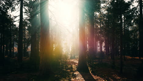 sunset in the sequoia forest