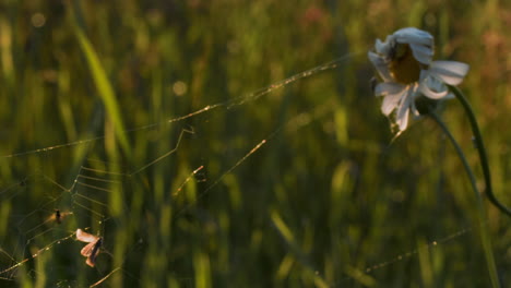 una telaraña en un campo con una margarita