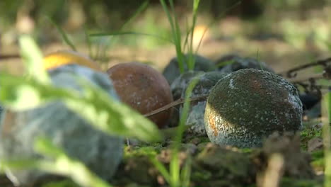 rotten oranges on the ground