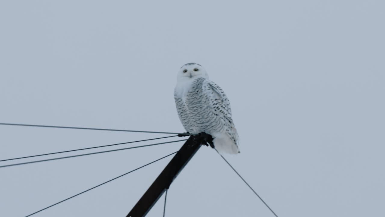 눈 올빼미 새 야생 동물 자연 사냥 겨울