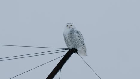 búho de nieve pájaro vida silvestre animales de la naturaleza caza invierno