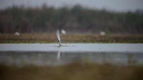 El-Charrán-De-Río-Buceando-En-El-Lago-Para-Cazar-Peces.