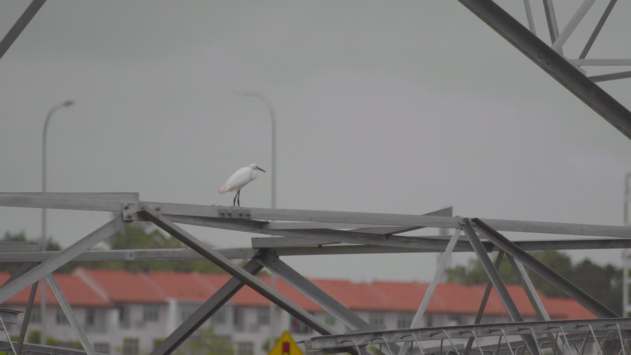 Silkehejre står på en elmast af stål