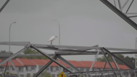 little egret standing on electricity steel pylon tower