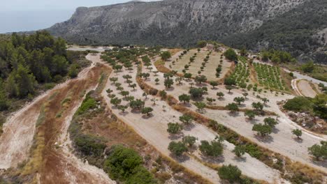 AERIAL:-Green-Olive-trees-on-top-of-mountain-on-rhodes-island,-Greece