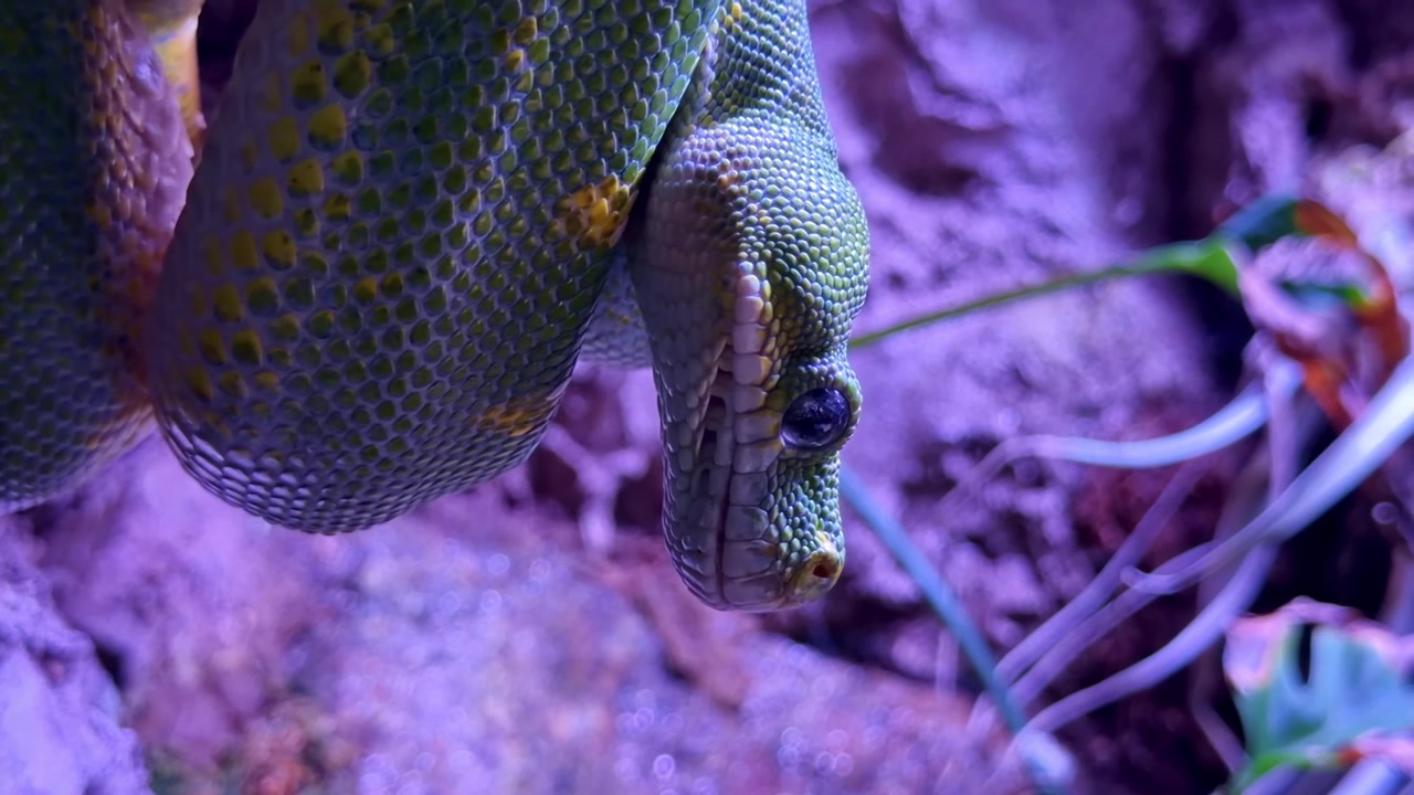 Extreme close-up of green tree python, Morelia viridis, hanging upside down with purple light in background