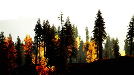 beautiful autumn forest with silhouette trees