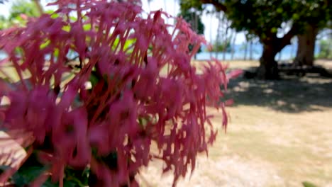 A-beautiful-pink-tropical-flower-gently-moving-in-the-breeze-in-a-garden-on-remote,-secluded-tropical-island-in-South-East-Asia