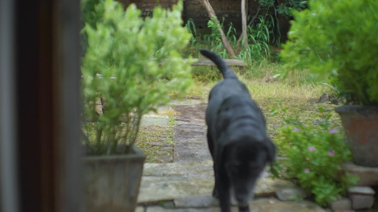 Slow motion shot of a Black labrador dog enjoying rainfall of monsoon season in India