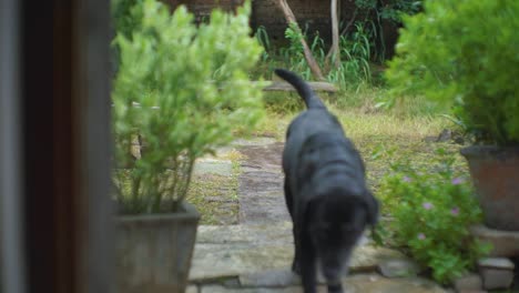 slow motion shot of a black labrador dog enjoying rainfall of monsoon season in india