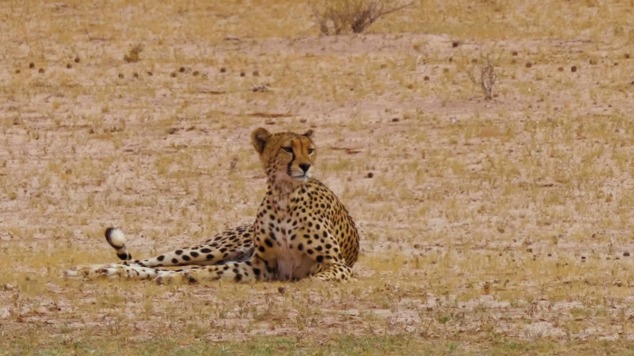 hermoso guepardo tirado en el campo acicalándose y luego mira alrededor de los alrededores en sudáfrica