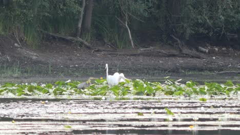 Ein-Weißer-Silberreiher,-Ein-Schwan-Und-Ein-Graureiher,-Die-Zwischen-Seerosen-Auf-Einem-Seitenarm-Des-Rheins-Spazieren