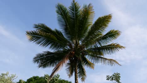 Lapso-De-Tiempo-De-Una-Sola-Palmera-En-Un-Día-Ventoso-En-La-Isla-Grande-De-Hawaii