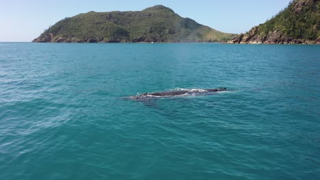 mom humpback whale with baby calf spouts in clear sea off qld island