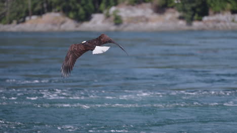 Ein-Adler-Fliegt-In-British-Columbia,-Kanada,-über-Den-Ozean-Und-Sucht-Nach-Fischen