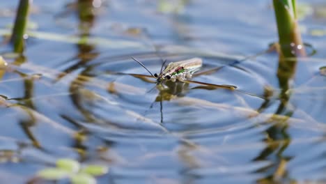 observing the serene beauty of aquatic life: a close-up view of an insect skimming across a tranquil water surface surrounded by lush greenery
