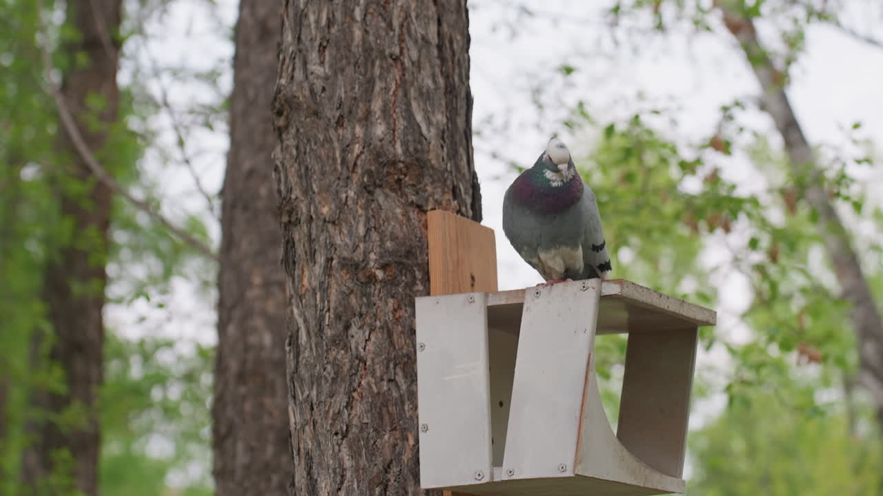 Pigeon Perched On Wooden Nest Box, Tree Trunk Backdrop, Spring Foliage And Soft Light, Bird Inspecting Surroundings With Curious Tilt, Subtle Preen And Feather Detail, Serene Urban Park Habitat