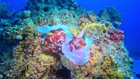 basura en el fondo marino del arrecife de coral