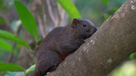 A-wild-pallas's-squirrel-spotted-resting-on-the-tree,-remaining-still-to-avoid-detection,-blending-in-with-the-tree-bark,-close-up-shot