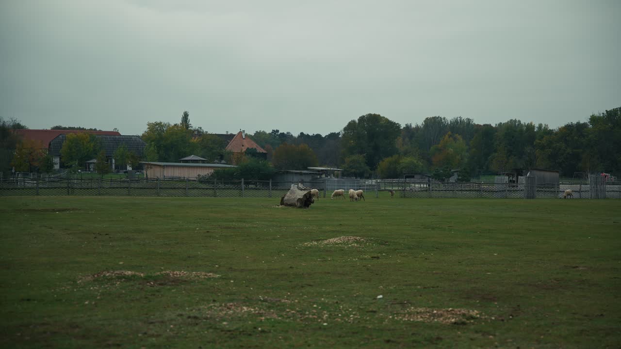wide pasture with grazing sheep and a resting cow, enclosed by wooden fences with farm buildings in the background