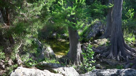 Statisches-Video-Einer-Naturszene-Mit-Einem-Kleinen-Bach,-Der-Durch-Bäume-Und-Felsen-Fließt