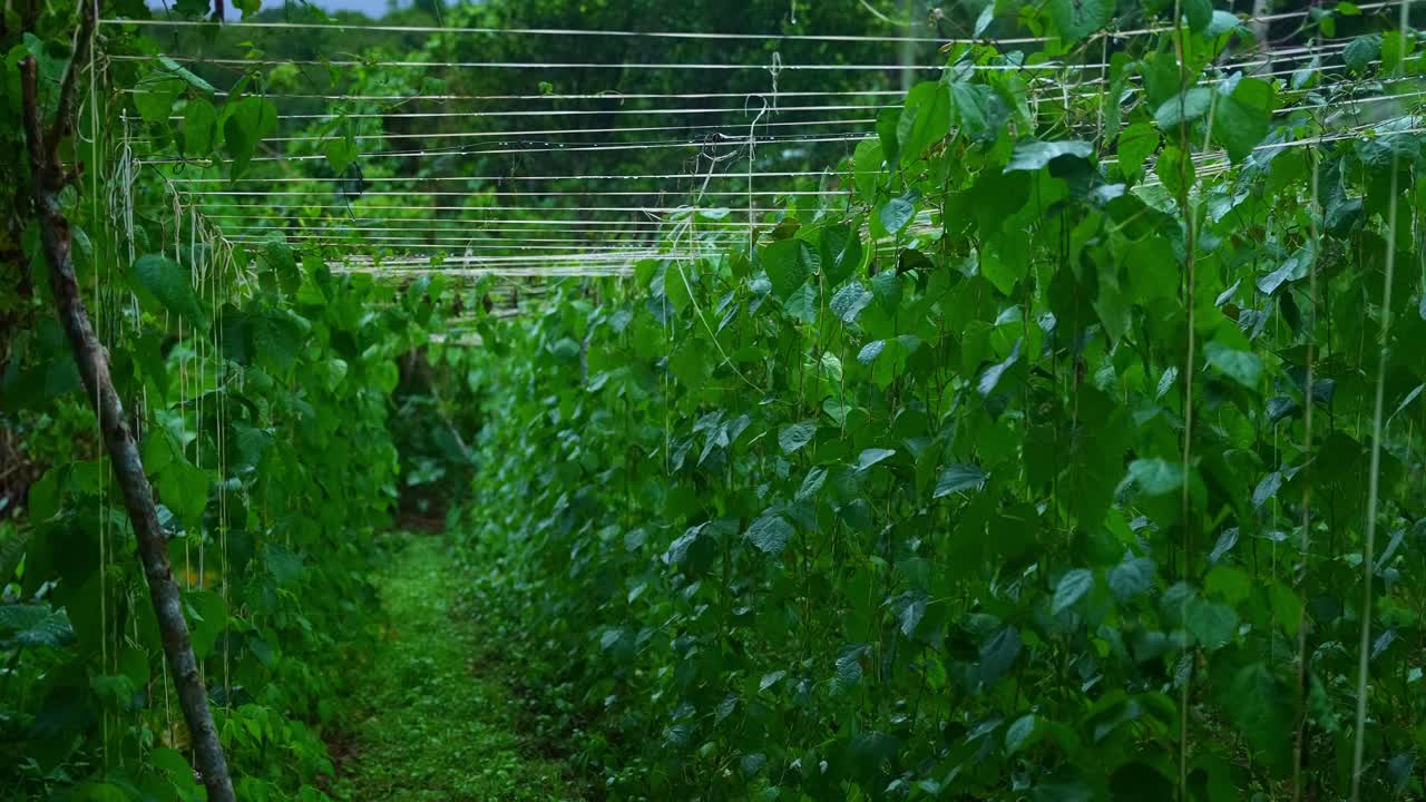 A shot of rows of climbing plants on trellis lines form leading lines along a narrow path, green leaves shifting in the wind in the dense, gloomy forest of Mount Banahaw, Quezon Province Philippines