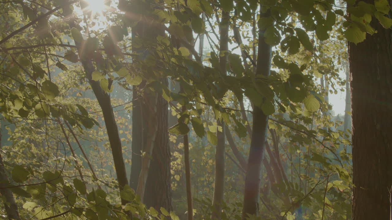 дневной свет в центральном парке вокруг зеленых деревьев