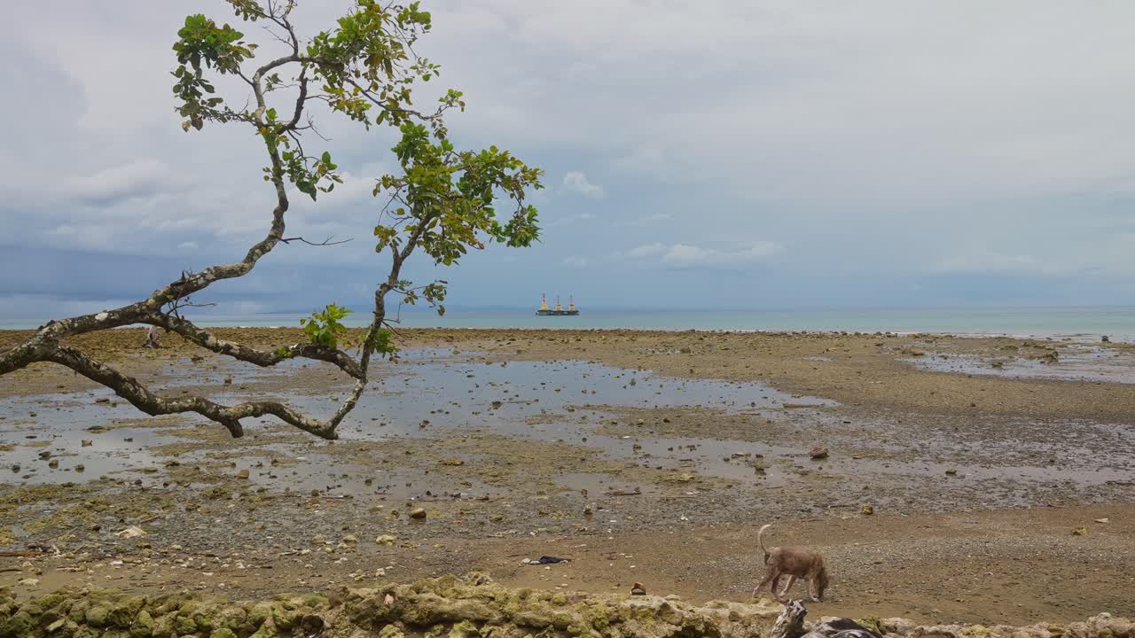 A static shot of a small dog walking across a rocky shoreline at low tide, framed by a coastal tree with a distant ship on calm sea under cloudy sky near Mauban Port, Quezon Province Philippines