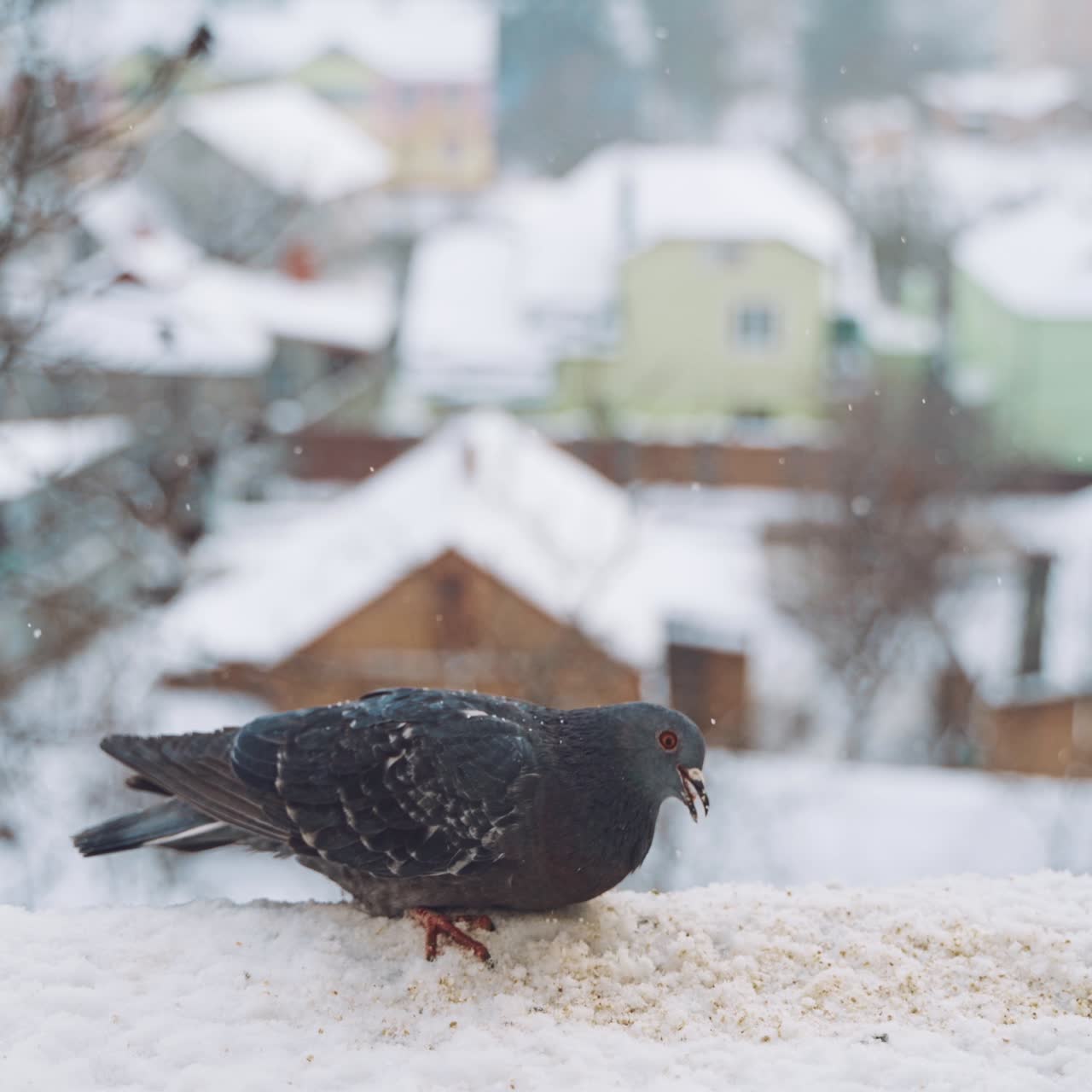 Winter dove furry close up. A pigeons in the winter sits in the snow against the backdrop of a street that is out of focus