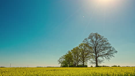 a row of trees beyond a field of yellow flowering rapeseed - time lapse on a clear sunny day