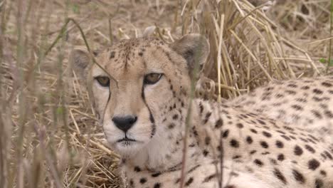 scenic closeup view of watchful cheetah in dry high grass looking, tracking, day