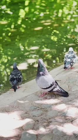 three pigeons resting by the edge of a green pond