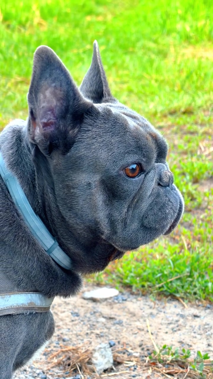 Il cane sta accanto all'erba in piena luce. Un cane grigio guarda di lato mentre si trova su un sentiero accanto all'erba verde sotto la luce del sole.