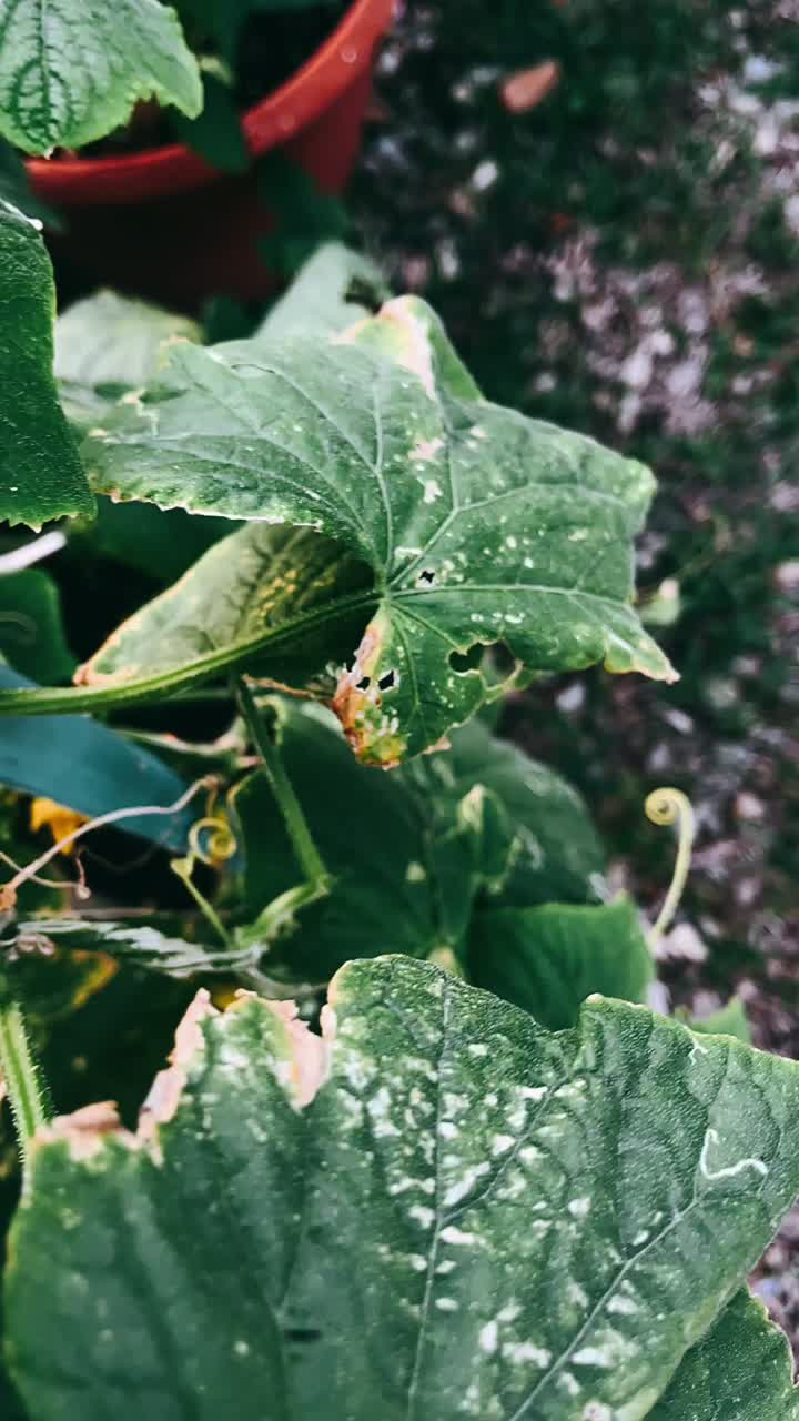 손상된 호박 식물 잎