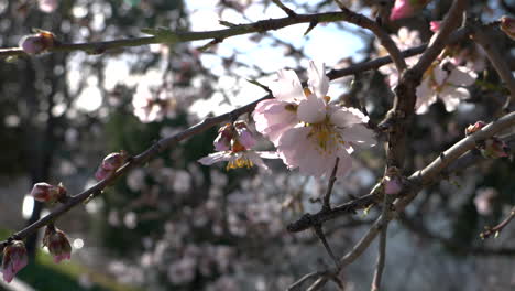 Almendro-Floreciente-En-Un-Día-Soleado