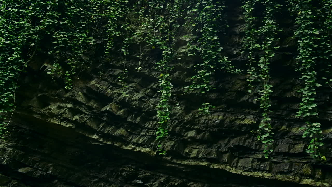 pared rocosa cubierta de hiedra