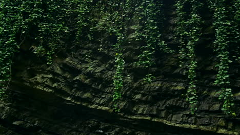 ivy-covered rocky wall