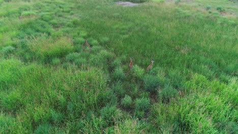 Drohnenvideo-Von-Mehreren-Weißwedelhirschen-Auf-Einem-Feld