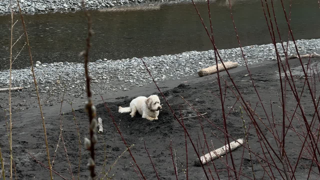 Dog playing outdoor digging hole in the sand labradoodle breed pet outside