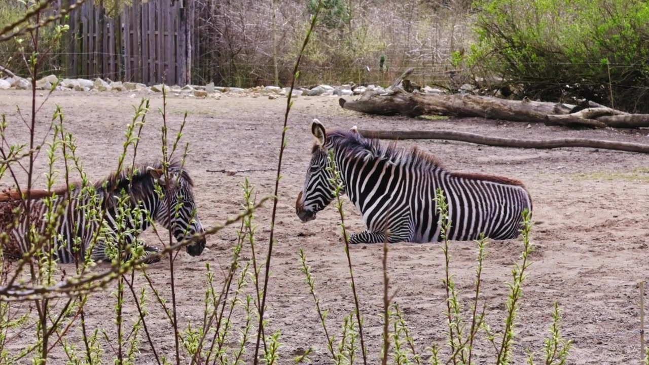 Zebre africane sdraiate a terra nello zoo di Berlino