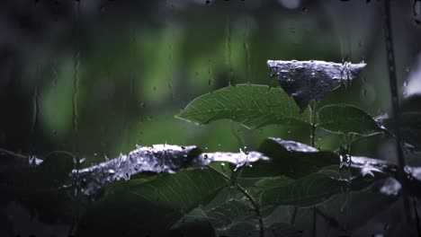 heavy rain shower downpour cloudburst rainfall.