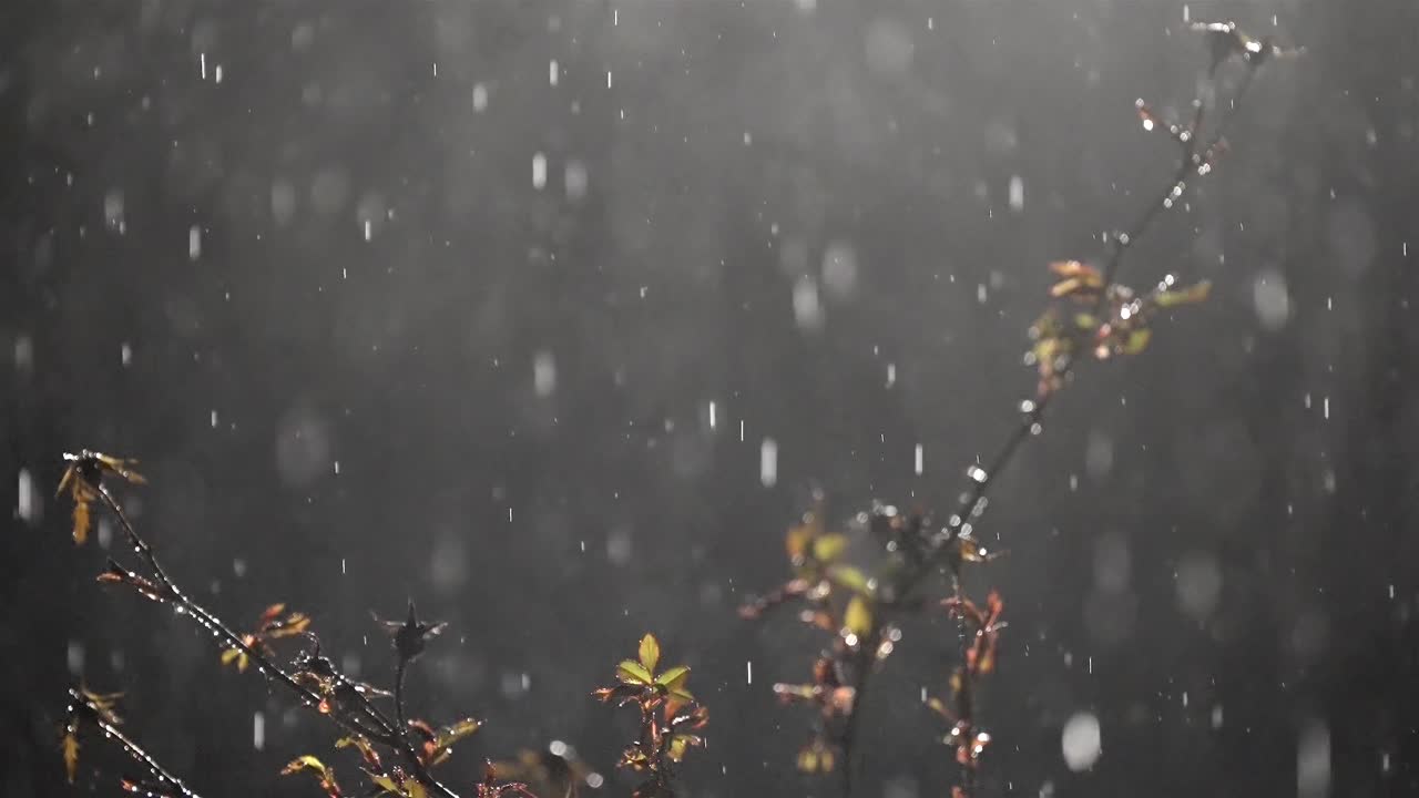 Raindrops at Night, Falling on Spring Branch